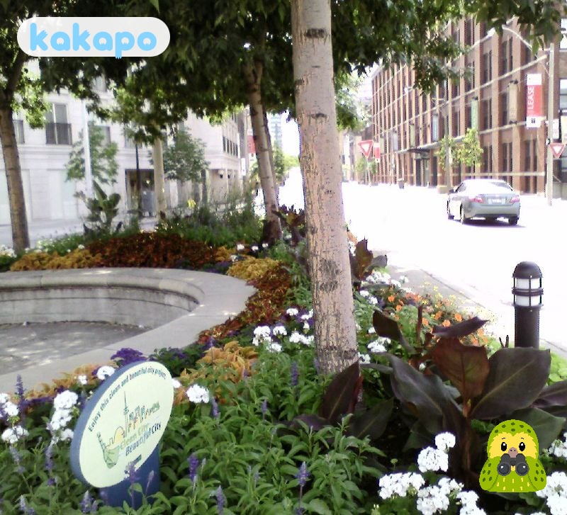 Gegenden — Downtown, Old Town, Yorkville, der Westen, der Osten in Toronto, Kanada — Kakapo Reisesicherheits-Leitfaden