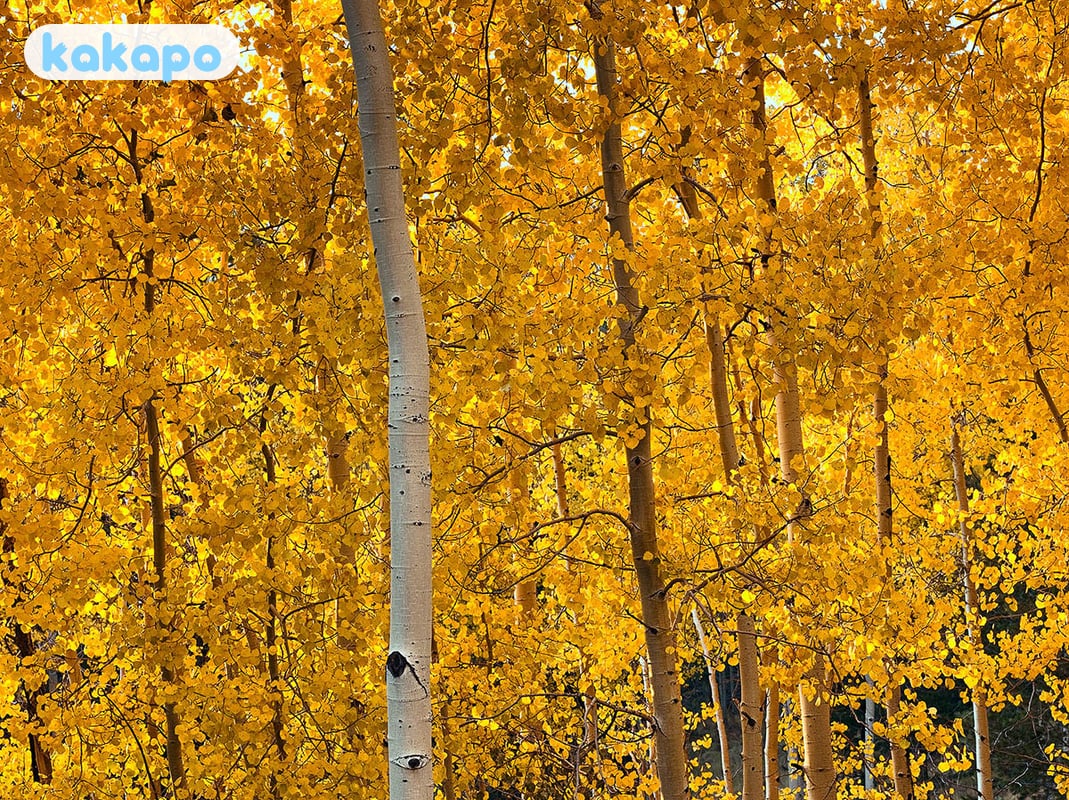 Independence Pass + Maroon Bells in Aspen, Estados Unidos — Guía de seguridad de viajes Kakapo