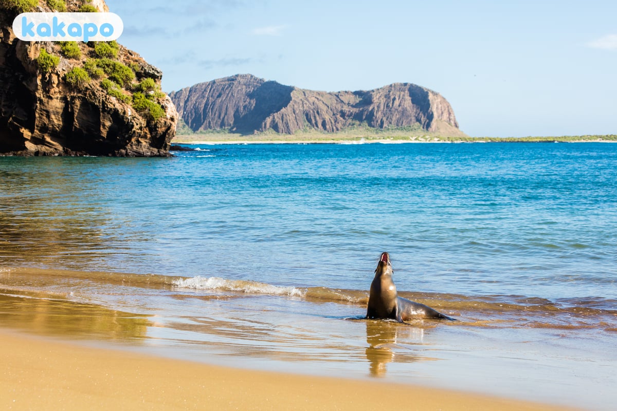 Cuándo visitar in Galápagos, Ecuador — Guía de seguridad de viajes Kakapo
