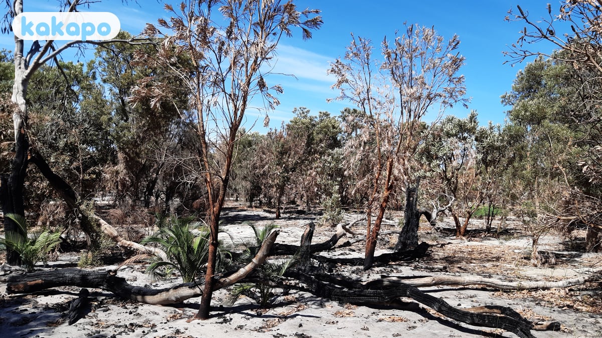 Bushfire season — December to March in Australia — Kakapo travel safety guide