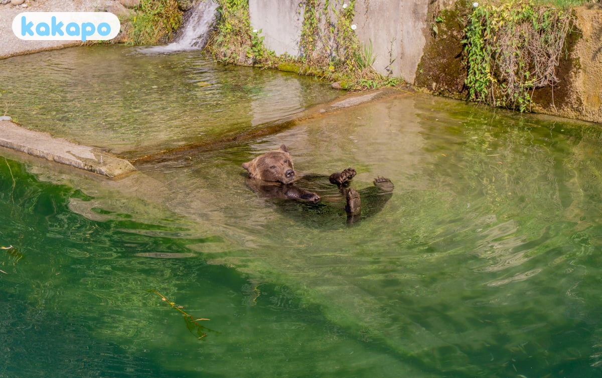 BärenPark — the actual bears in Bern, Switzerland — Kakapo travel safety guide