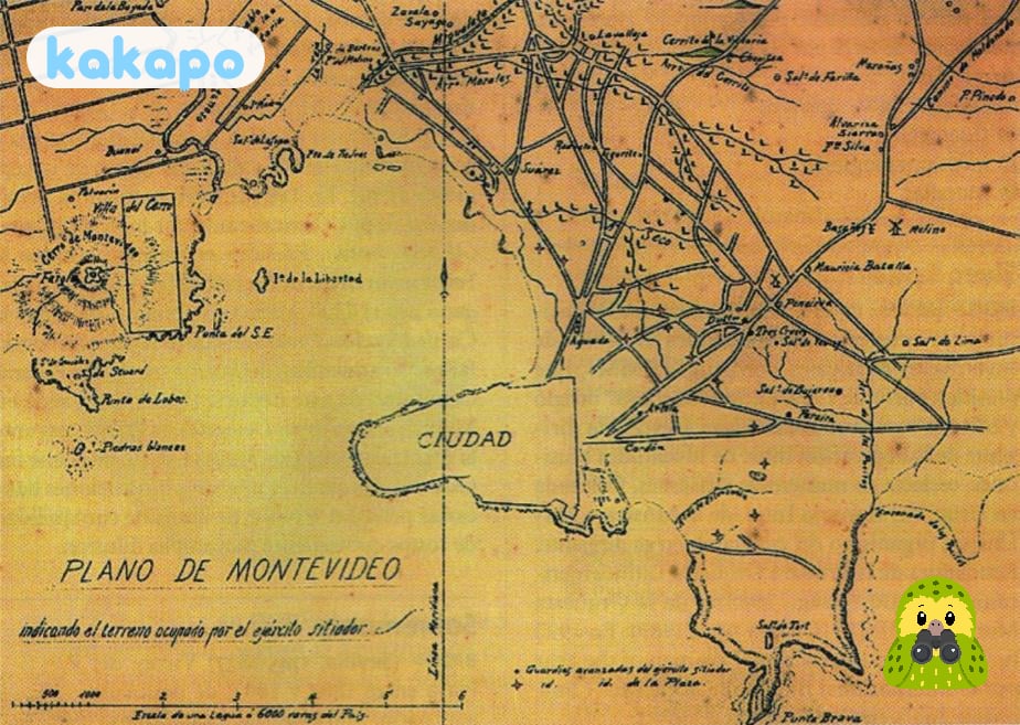 Areas — Ciudad Vieja, Pocitos, Carrasco, Punta Carretas in Montevideo, Uruguay — Kakapo travel safety guide
