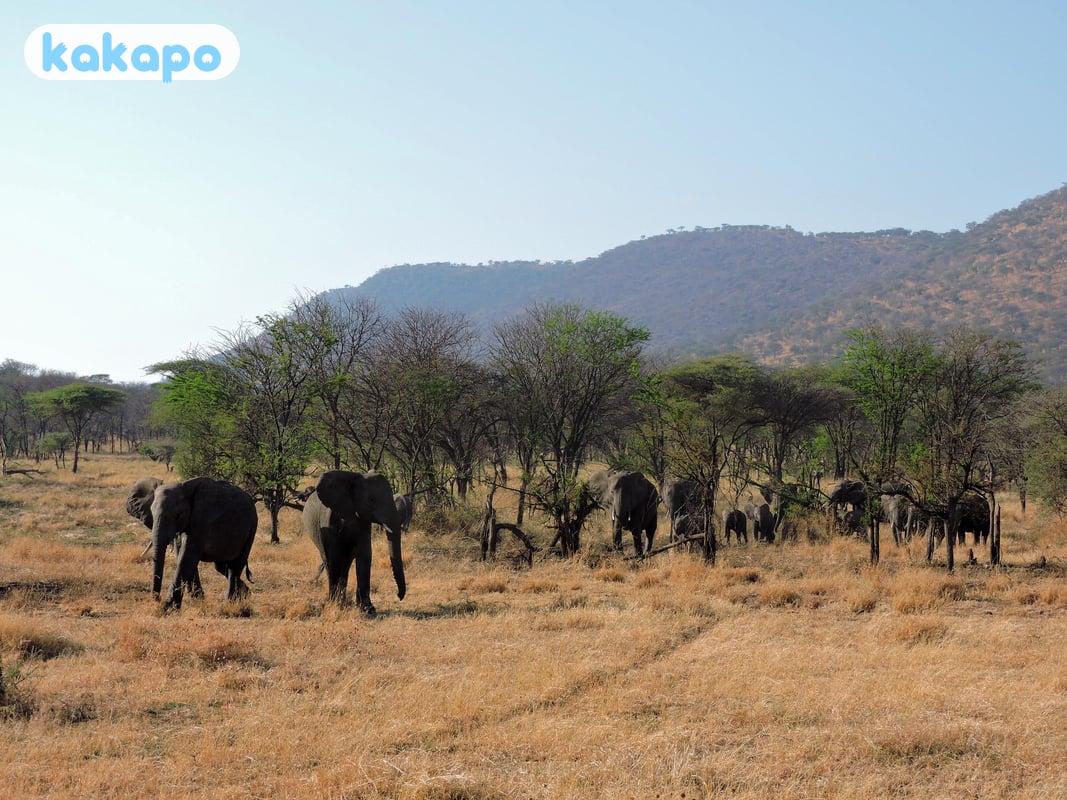 The Great Migration — when + where in Serengeti, Tanzania — Kakapo travel safety guide