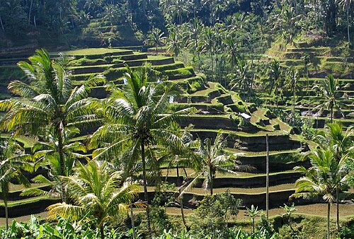 Bali — Kakapo travel safety update
